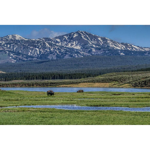 Bison By River White Modern Wood Framed Art Print by Galloimages Online