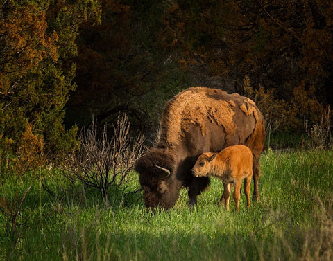 Bison Cow And Calf White Modern Wood Framed Art Print with Double Matting by Galloimages Online