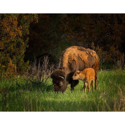 Bison Cow And Calf Gold Ornate Wood Framed Art Print with Double Matting by Galloimages Online