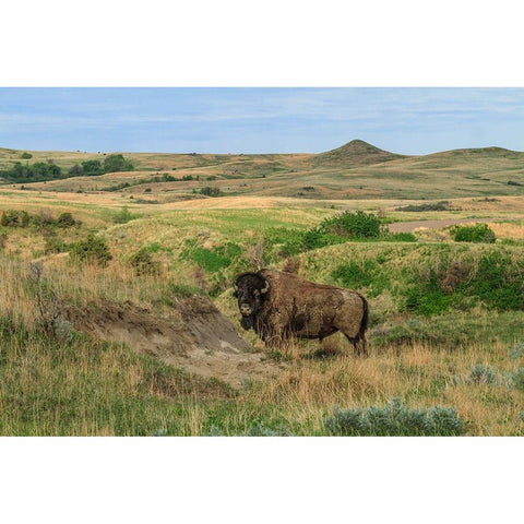 Bison In North Dakota Landscape Black Modern Wood Framed Art Print with Double Matting by Galloimages Online