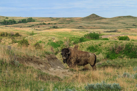 Bison In North Dakota Landscape White Modern Wood Framed Art Print with Double Matting by Galloimages Online