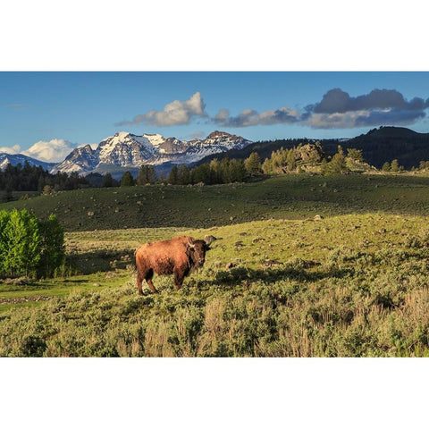 Bison In Yellowstone White Modern Wood Framed Art Print by Galloimages Online