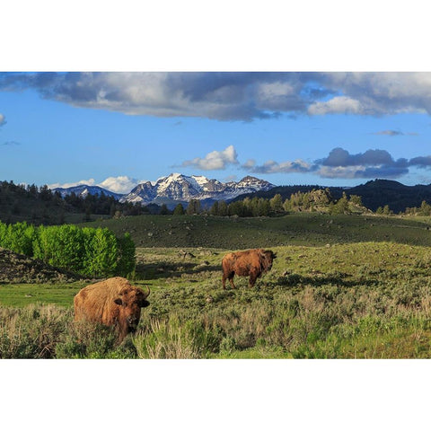 Bison With Mountains (YNP) Black Modern Wood Framed Art Print with Double Matting by Galloimages Online