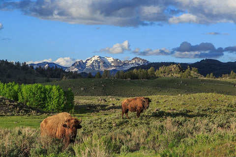 Bison With Mountains (YNP) White Modern Wood Framed Art Print with Double Matting by Galloimages Online