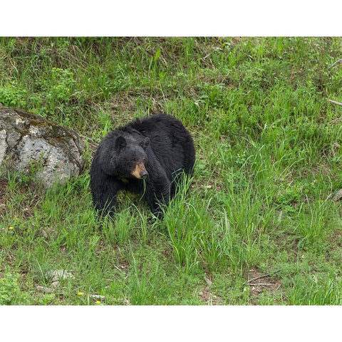 Black Bear (YNP) Black Modern Wood Framed Art Print with Double Matting by Galloimages Online