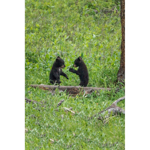 Black Bear Cubs (YNP) White Modern Wood Framed Art Print by Galloimages Online