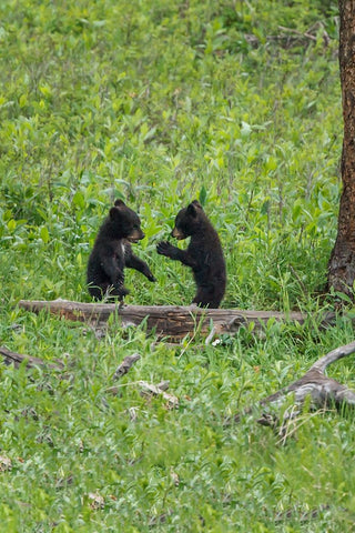 Black Bear Cubs (YNP) Black Ornate Wood Framed Art Print with Double Matting by Galloimages Online