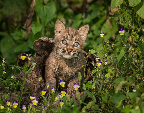 Bobcat Kitten In Wildflowers Black Ornate Wood Framed Art Print with Double Matting by Galloimages Online