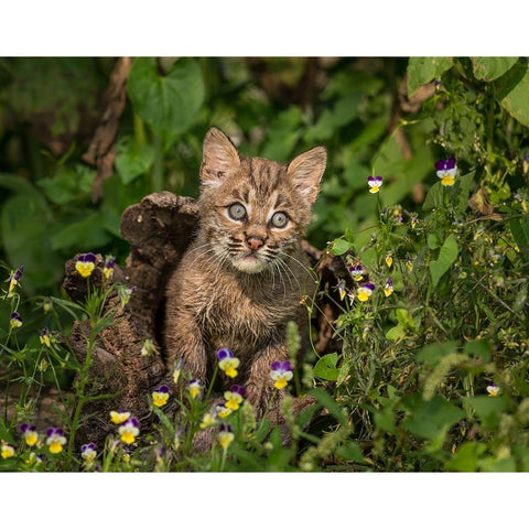 Bobcat Kitten In Wildflowers Black Modern Wood Framed Art Print with Double Matting by Galloimages Online
