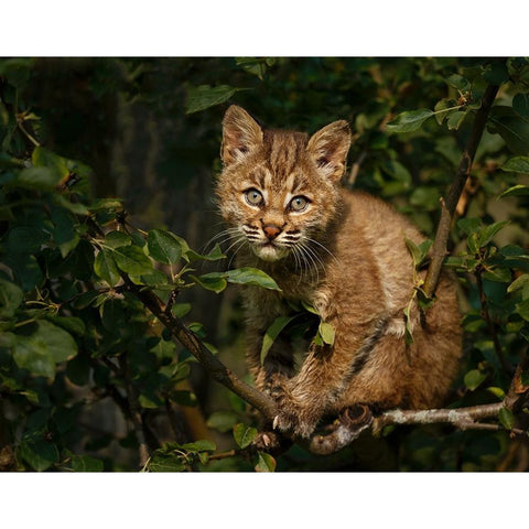 Bobcat Kitten On Branch Black Modern Wood Framed Art Print with Double Matting by Galloimages Online