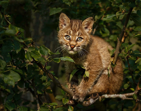 Bobcat Kitten On Branch White Modern Wood Framed Art Print with Double Matting by Galloimages Online