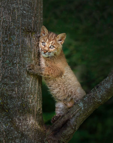 Bobcat Kitten Poses Against Tree Trunk Black Ornate Wood Framed Art Print with Double Matting by Galloimages Online