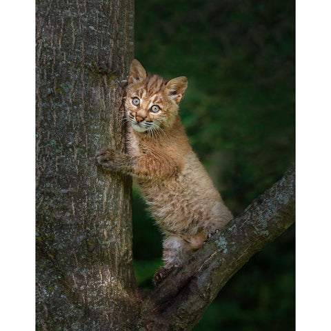 Bobcat Kitten Poses Against Tree Trunk White Modern Wood Framed Art Print by Galloimages Online