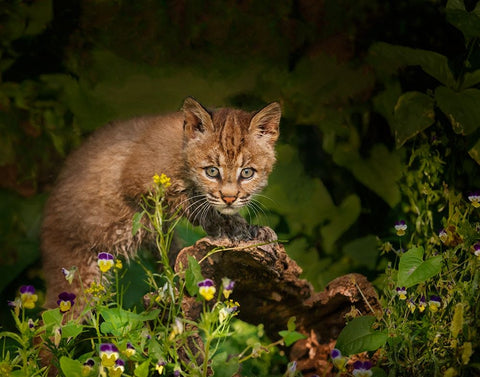Bobcat Kitten Poses On Log Black Ornate Wood Framed Art Print with Double Matting by Galloimages Online