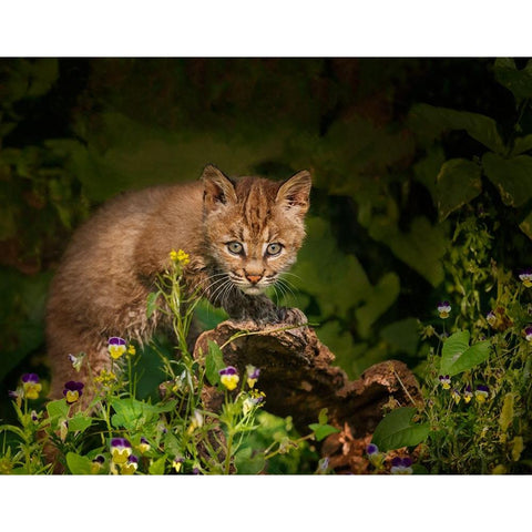 Bobcat Kitten Poses On Log Black Modern Wood Framed Art Print with Double Matting by Galloimages Online