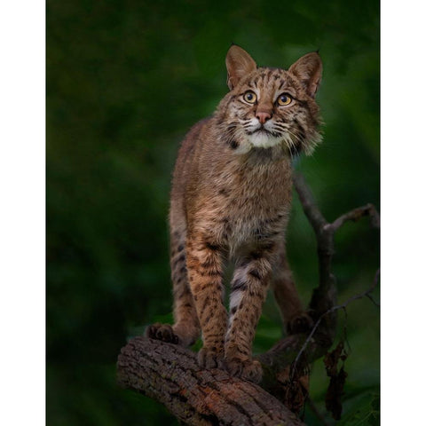 Bobcat Poses On Tree Branch 1 White Modern Wood Framed Art Print by Galloimages Online