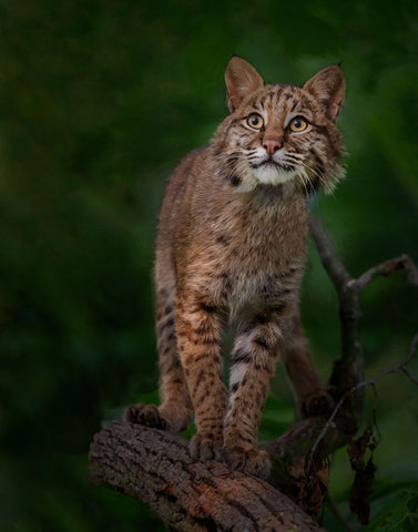 Bobcat Poses On Tree Branch 1 White Modern Wood Framed Art Print with Double Matting by Galloimages Online