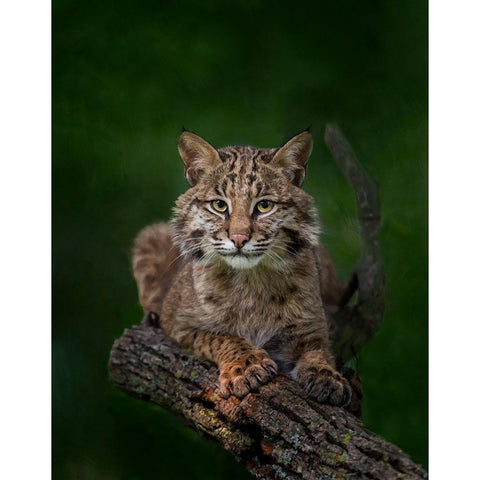 Bobcat Poses On Tree Branch 2 White Modern Wood Framed Art Print by Galloimages Online