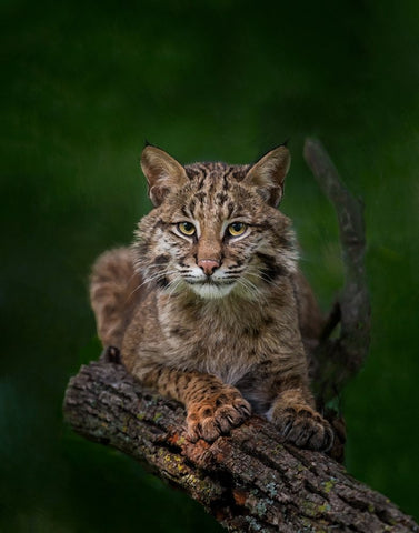 Bobcat Poses On Tree Branch 2 White Modern Wood Framed Art Print with Double Matting by Galloimages Online