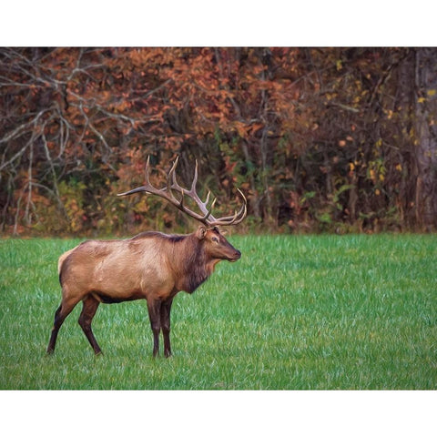 Bull Elk (GSMNP) White Modern Wood Framed Art Print by Galloimages Online