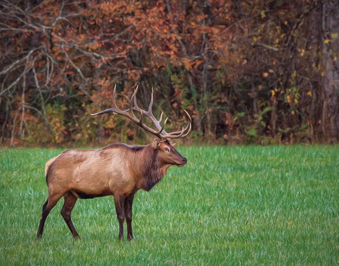 Bull Elk (GSMNP) Black Ornate Wood Framed Art Print with Double Matting by Galloimages Online