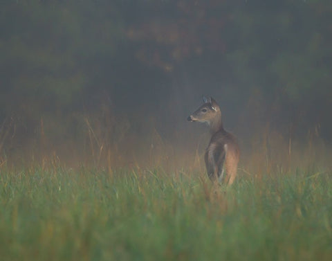 Cades Cove Doe White Modern Wood Framed Art Print with Double Matting by Galloimages Online