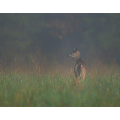 Cades Cove Doe White Modern Wood Framed Art Print by Galloimages Online