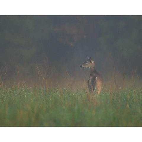 Cades Cove Doe Black Modern Wood Framed Art Print by Galloimages Online