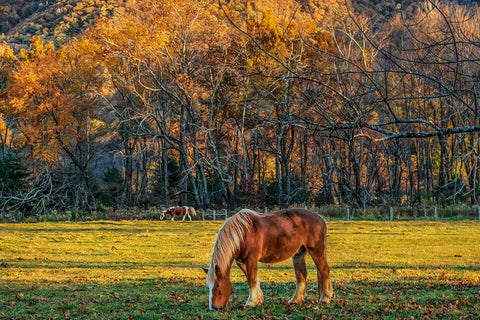 Cades Cove Horses At Sunset Black Ornate Wood Framed Art Print with Double Matting by Galloimages Online