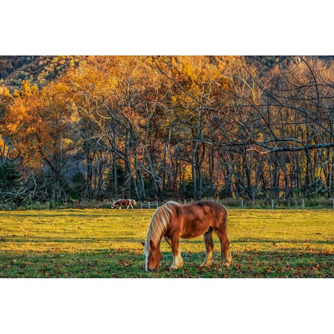 Cades Cove Horses At Sunset Gold Ornate Wood Framed Art Print with Double Matting by Galloimages Online