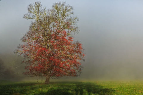 Cades Cove Tree White Modern Wood Framed Art Print with Double Matting by Galloimages Online