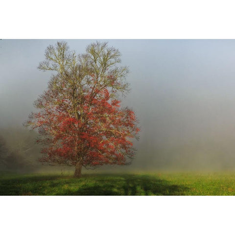 Cades Cove Tree Gold Ornate Wood Framed Art Print with Double Matting by Galloimages Online