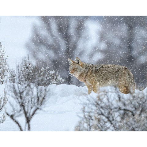 Coyote In Snow Gold Ornate Wood Framed Art Print with Double Matting by Galloimages Online