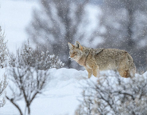 Coyote In Snow Black Ornate Wood Framed Art Print with Double Matting by Galloimages Online