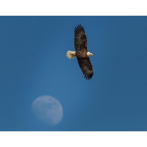 Eagle And Moon White Modern Wood Framed Art Print by Galloimages Online