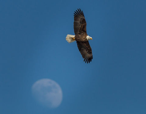 Eagle And Moon Black Ornate Wood Framed Art Print with Double Matting by Galloimages Online