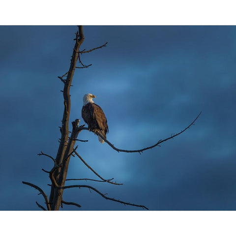 Eagle In (YNP) Gold Ornate Wood Framed Art Print with Double Matting by Galloimages Online