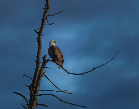 Eagle In (YNP) Black Ornate Wood Framed Art Print with Double Matting by Galloimages Online