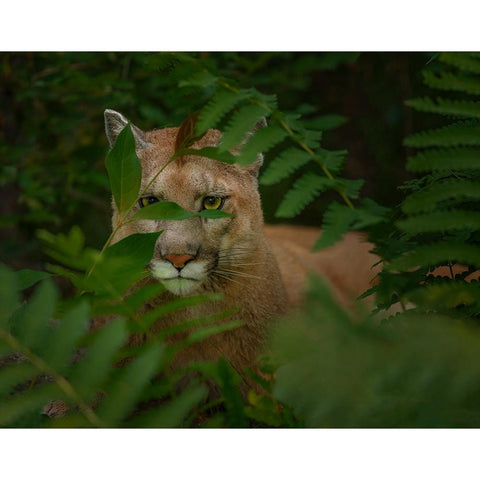 Eyes Of The Forest Ghost Black Modern Wood Framed Art Print with Double Matting by Galloimages Online