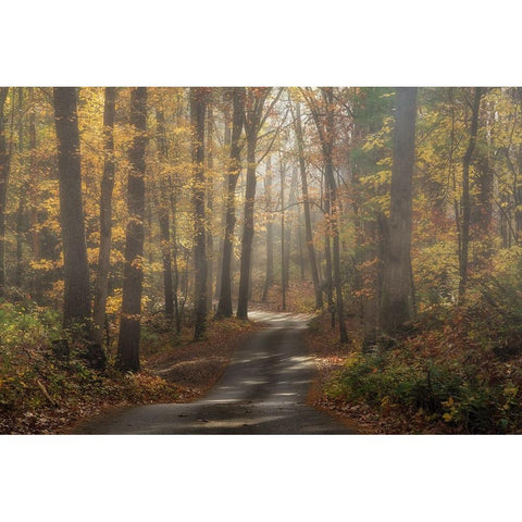 Foggy Forest Black Modern Wood Framed Art Print with Double Matting by Galloimages Online