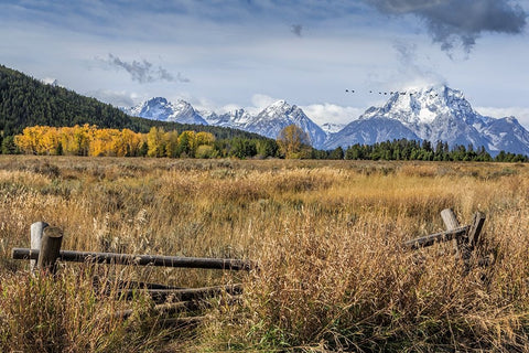 GTNP Scene Mt. Moran Black Ornate Wood Framed Art Print with Double Matting by Galloimages Online