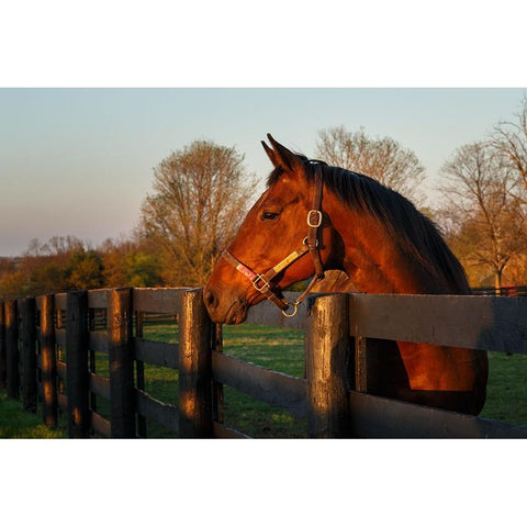 Horse At Sunset Gold Ornate Wood Framed Art Print with Double Matting by Galloimages Online