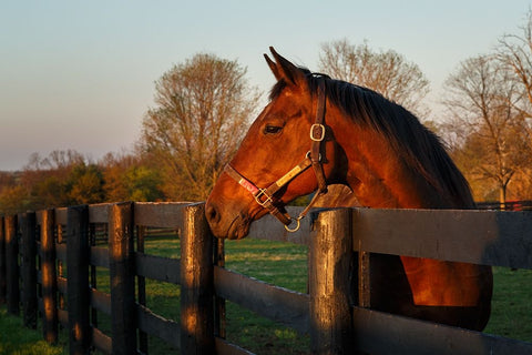 Horse At Sunset Black Ornate Wood Framed Art Print with Double Matting by Galloimages Online