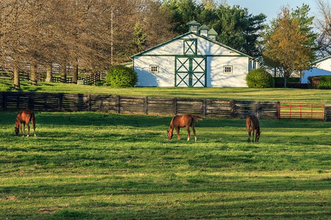 Horse Farm Landscape Black Ornate Wood Framed Art Print with Double Matting by Galloimages Online