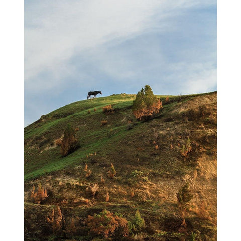 Horse On Hill (TRNP) Black Modern Wood Framed Art Print with Double Matting by Galloimages Online