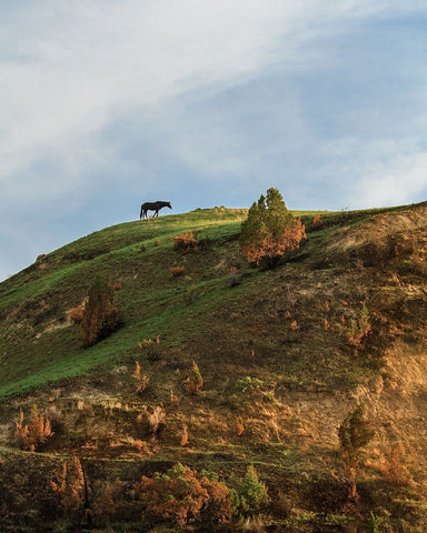 Horse On Hill (TRNP) White Modern Wood Framed Art Print with Double Matting by Galloimages Online