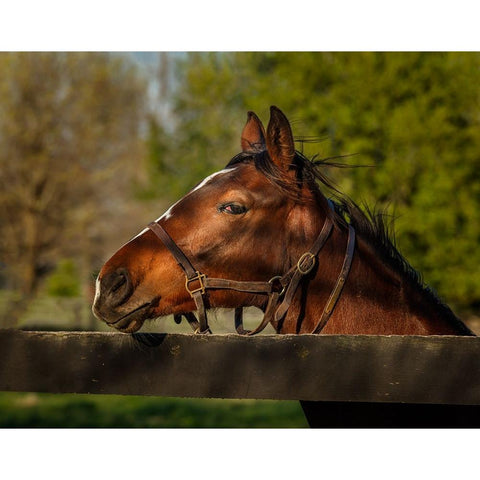 Horse Portrait Black Modern Wood Framed Art Print with Double Matting by Galloimages Online