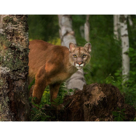 Inquistive Mountain Lion Black Modern Wood Framed Art Print by Galloimages Online