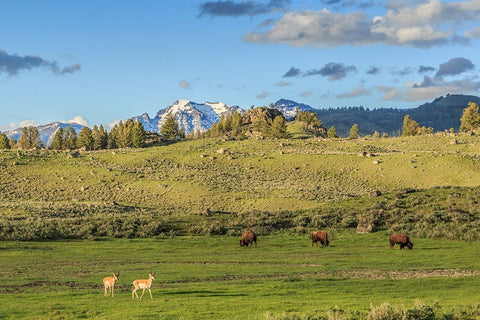 Lamar Valley - Pronghorn And Bison White Modern Wood Framed Art Print with Double Matting by Galloimages Online