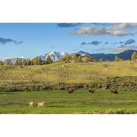 Lamar Valley - Pronghorn And Bison Gold Ornate Wood Framed Art Print with Double Matting by Galloimages Online